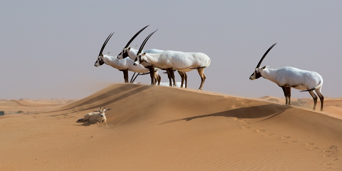 Arabian Oryx Habitat Arabian Oryx Habitat